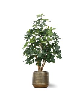 Pianta artificiale di Schefflera Exotica 120 cm