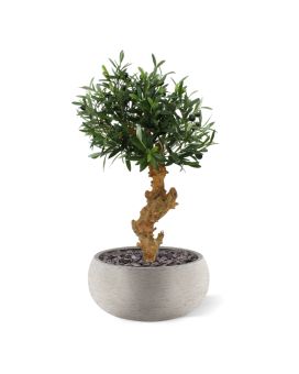 Bonsai di olivo di 60 cm a piedi