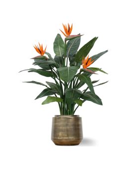 Strelitzia Deluxe 115 cm