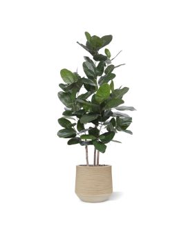 Ficus Audrey pianta artificiale 160cm