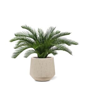 Palma Cycas 60 cm Deluxe