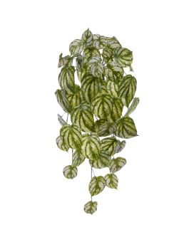 Ciondolo artistico Peperomia Gold Dust 65cm