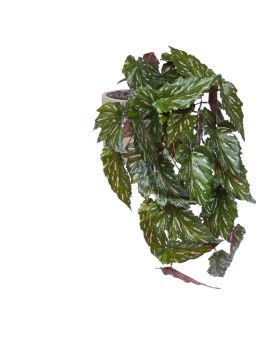 Begonia Rex pianta artificiale verde rossa 40 cm