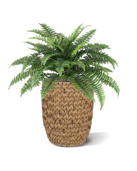 Bouquet Boston Fern Deluxe 65 cm