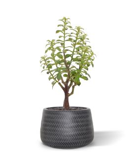 Bouquet artificiale di Crassula Bonsai 40 cm grigio