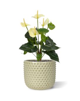 Pianta artificiale di Anthurium 40 cm - crema