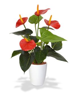 Pianta artificiale di Anthurium 40cm - rosso in vaso da 10cm