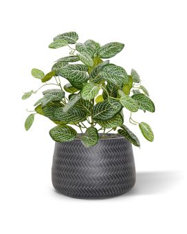 Pianta artificiale di Fittonia 40 cm Varigata (cespuglio)