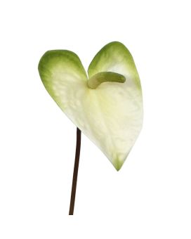 Pianta artificiale di Anthurium M 55 cm bianco-verde