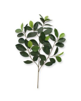 Ficus ramo compatto x 52 FR