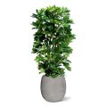 Pianta artificiale a colonna Schefflera 120cm