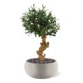 Bonsai di olivo di 60 cm a piedi