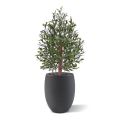 Olivo artificiale Bonsai artificiale Deluxe 100cm UV