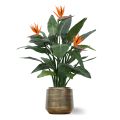 Strelitzia Deluxe 115 cm