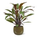 Calathea rossa pianta artificiale 60 cm