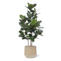 Ficus Audrey pianta artificiale 160cm