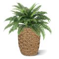 Bouquet Boston Fern Deluxe 65 cm